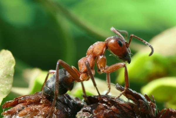 Cредство от муравьев Bros